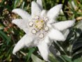 /album/fotogaleria/plesnivec2-jpg/